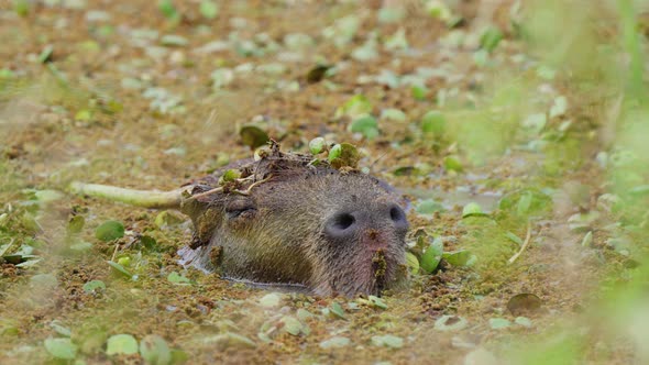 Slothful capybara, hydrochoerus hydrochaeris munching on the aquatic vegetations while having its ey