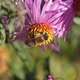 2018.10.18_6_2 The bee collects nectar and pollen from the flowers of the perennial aster. - VideoHive Item for Sale