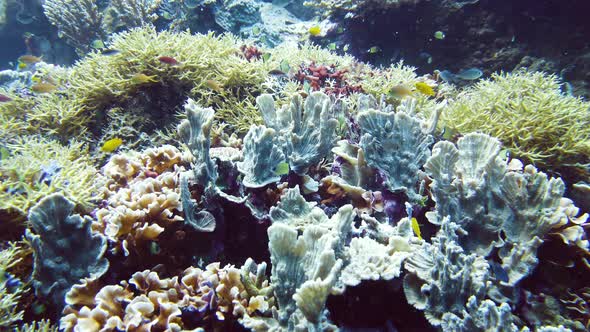 Coral Reef and Tropical Fish, Leyte, Philippines