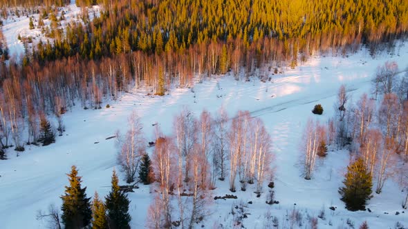 Aerial view of a forest with snow, Overtornea, Sweden.