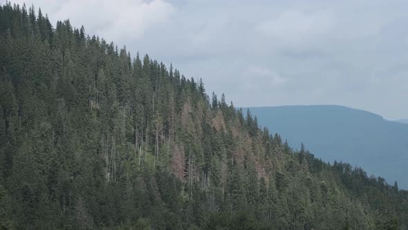 Carpathian forest trees grow on steep hills in Western Ukraine