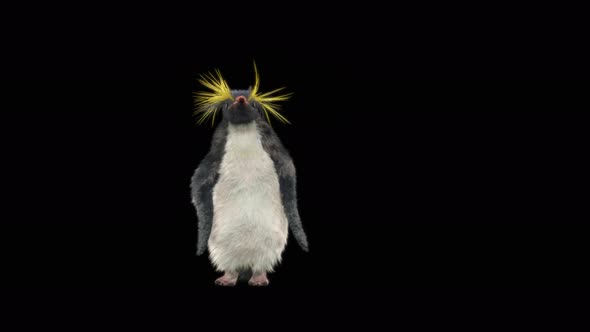 Penguin Dancing 4K