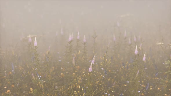 Wild Field Flowers in Deep Fog