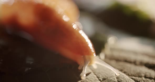 Homeless Brown Snail Crawling Slowly on the Sand Beautifully Filmed in Studio