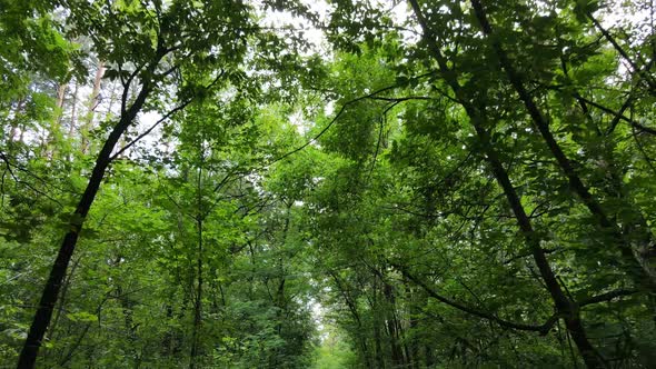 Forest with Trees on a Summer Day Slow Motion