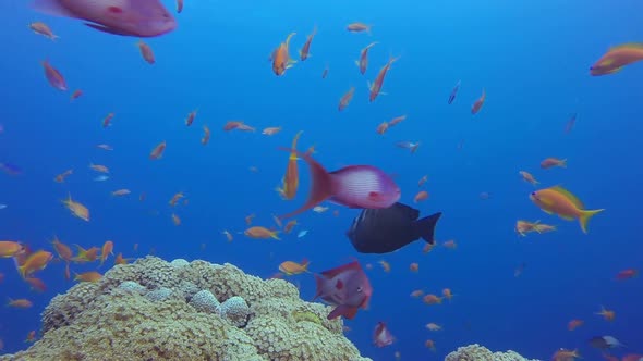 Red Sea Fish Coral Reef