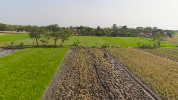 Farmer in Rice Field Indonesia