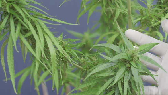 Investigators Survey The Flowers Of The Hemp Strains Close To Harvest Time.