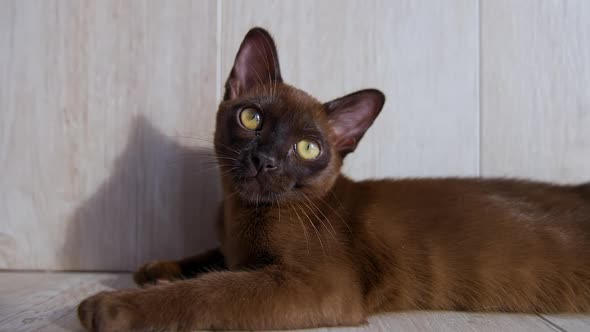 Playful Burmese kitten on floor. Cat with gorgeous yellow eyes.