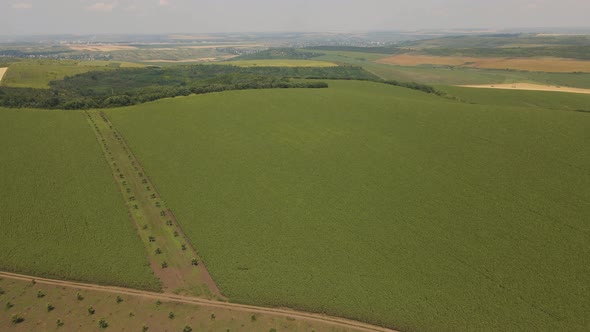 Aerial View of Green Agricultural Land with Different Crops