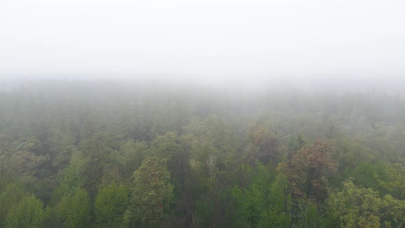 Forest in Fog in Rainy Autumn Weather. Ukraine. Aerial View, Slow Motion