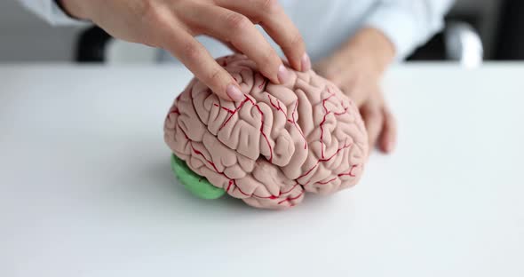 Female Hand Strokes Mock Up of Human Brain