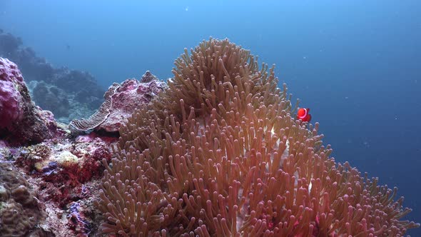 Coral reef with sea anemone and clownfish (Amphiprion ocellaris) static shot