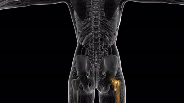 Hip Bones Anatomy Medical Scan