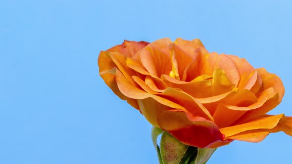 Yellow Rose Blossoming Timelapse