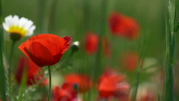 Adorable Poppy and Camomile Flowers Waving in the Wind on the Green Grass Background in the Summer
