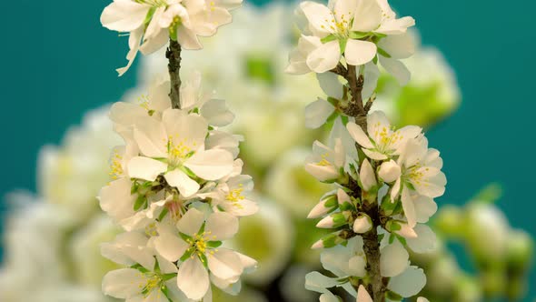 Almond Blossom Timelapse on Pink