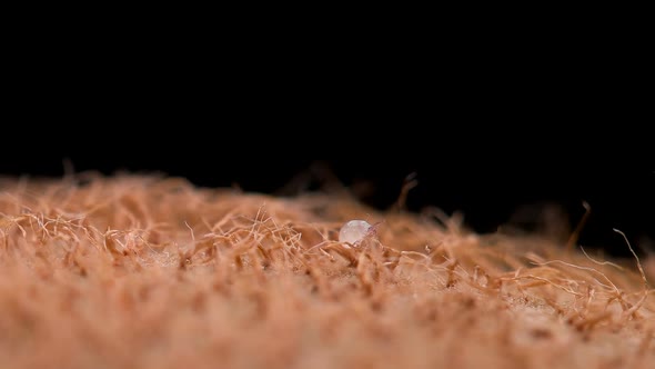 Flour Mite (acari) Acarus sp. crawls on kiwi fruit, family Acaridae