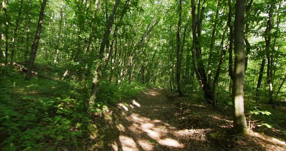 A Forest Path in a Dense Forest