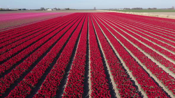Colorful flowerfields with blooming tulips in the Flevopolder of the Netherlands