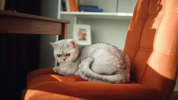 Cat Sitting on Chair in Living Room