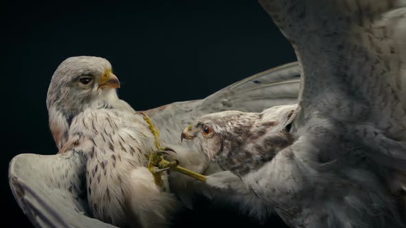 Birds In Combat Taxidermy Moving Shot