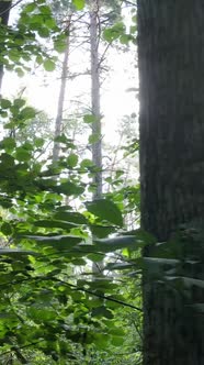 Vertical Video of a Natural Landscape During the Day in the Forest in Summer