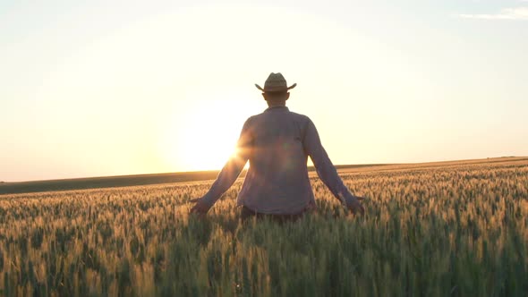 Young Farmer Touches the Wheat Spikes and Rejoices at Sunset in the Field