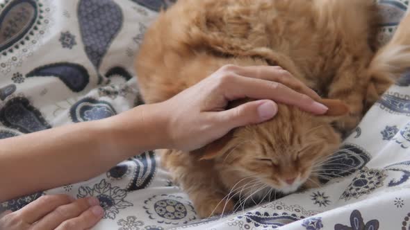 Lazy Ginger Cat Sleeps in Bed. Woman Strokes Cute Fluffy Pet's Neck. Domestic Animal Has a Nap on