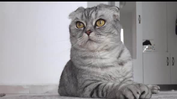 Scottish Fold Cat