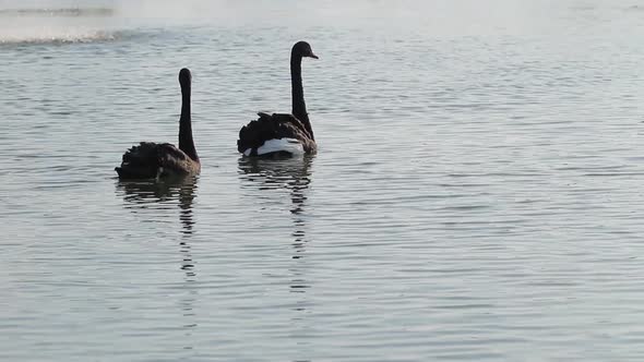 Two Faithful Swans.