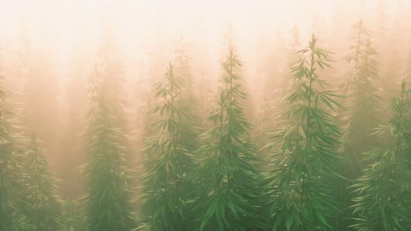 Plantation of Cannabis in Deep Fog alt