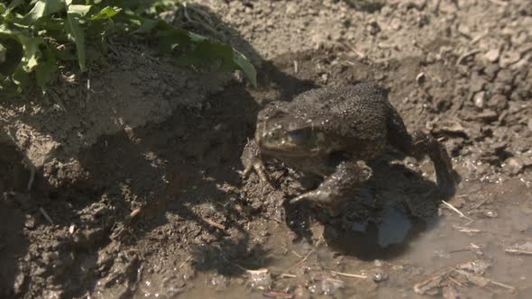 Cane toad slow motion hop in a muddy puddle on sunny day
