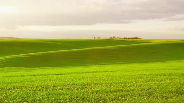 Natural Wheat Field Camera Movement to the Side