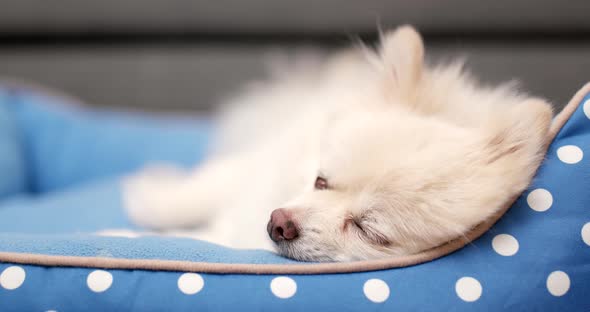 Pomeranian dog sleep on bed