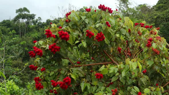 Side view of the bright red annato fruits from an achiote tree, Bixa orellana