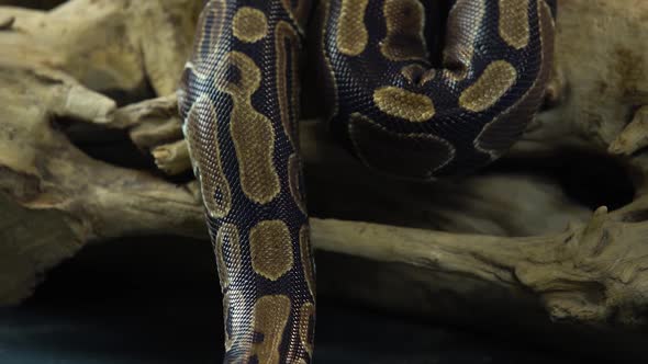 Royal Python or Python Regius on Wooden Snag at Black Background. Close Up