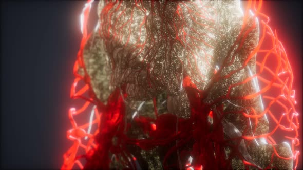 3d Rendered Medically Accurate Animation of Heart and Blood Vessels