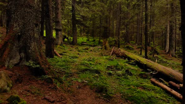 Old Forest in the Mountain