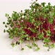 Fresh radish sprouts, healthy microgreen for salad and drinks - VideoHive Item for Sale