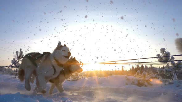 Dogs Harnessed By Dogs Breed Husky Pull Sled with People, Slow Motion, Video Loop