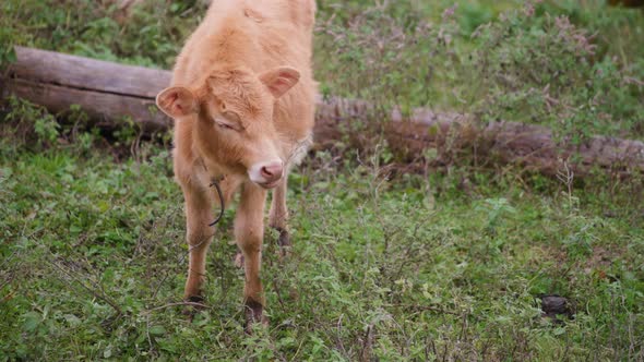 Young calf grazing in the countryside