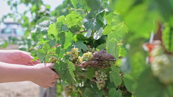 Closeup of a Female Hand Holding a Bunch of Grapes