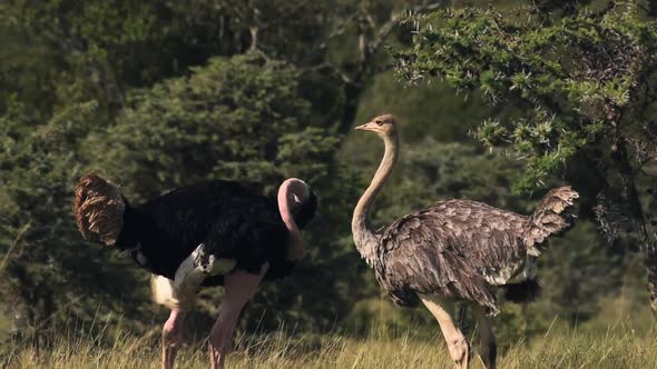 A Couple Of Ostrich Goofing Around With Each Other On A Summer Day In El Karama Lodge In Kenya. -med