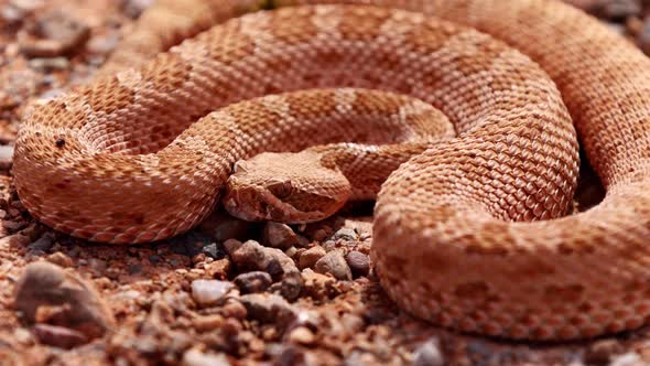 Rattlesnake in the desert of Norther Arizona