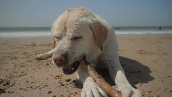 Front View of Labrador Biting Wooden Cane While Lying on Beach