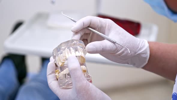 Dentist demonstrating tooth model.