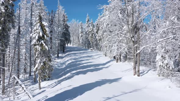 Flying Along the Path in Fabulous Winter Forest