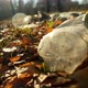Plastic Bottles Polluting Park - VideoHive Item for Sale