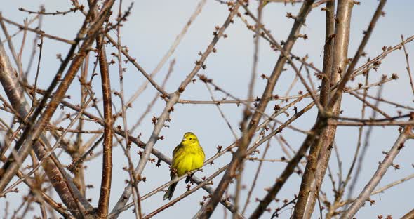 bird yellowhammer, Europe wildlife